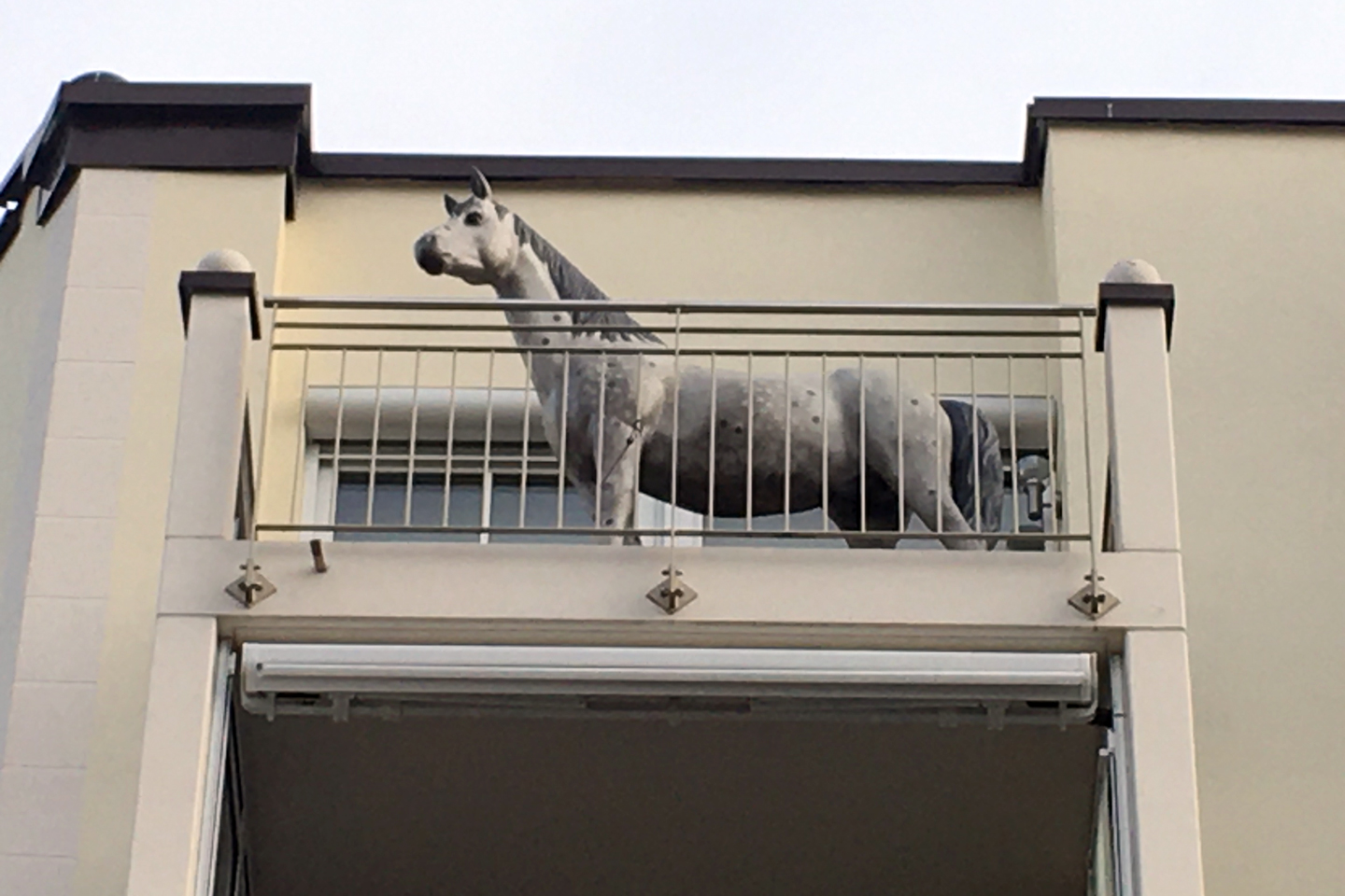 Pferd auf dem Balkon
